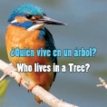 ¿Quién vive en un árbol? = Who lives in a tree?